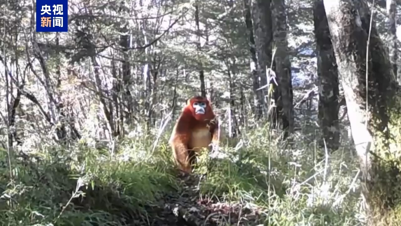 超萌 红外相机拍到川金丝猴“全家福” 超萌 红外相机拍到川金丝猴“全家福”