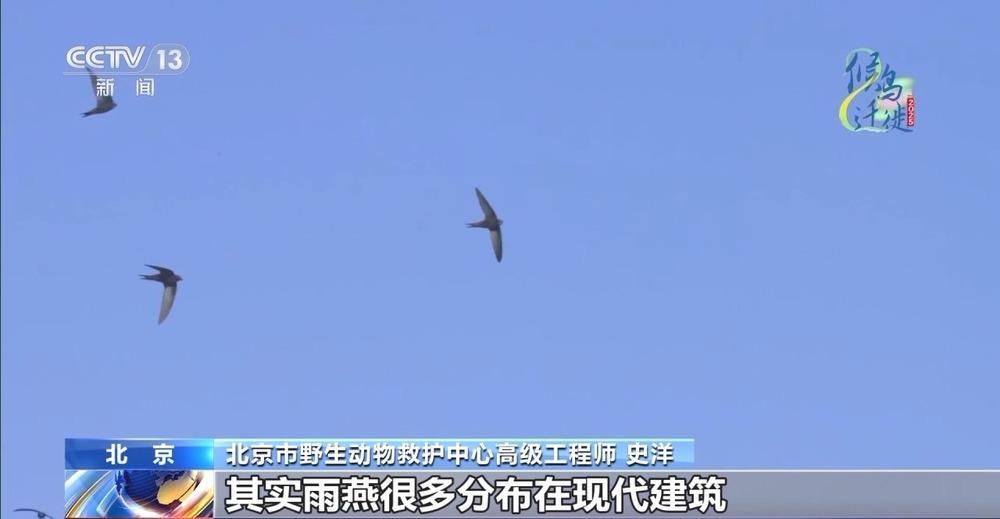 想知道北京雨燕的“安家指南”和“育儿宝典”吗?速来围观 想知道北京雨燕的“安家指南”和“育儿宝典”吗?速来围观