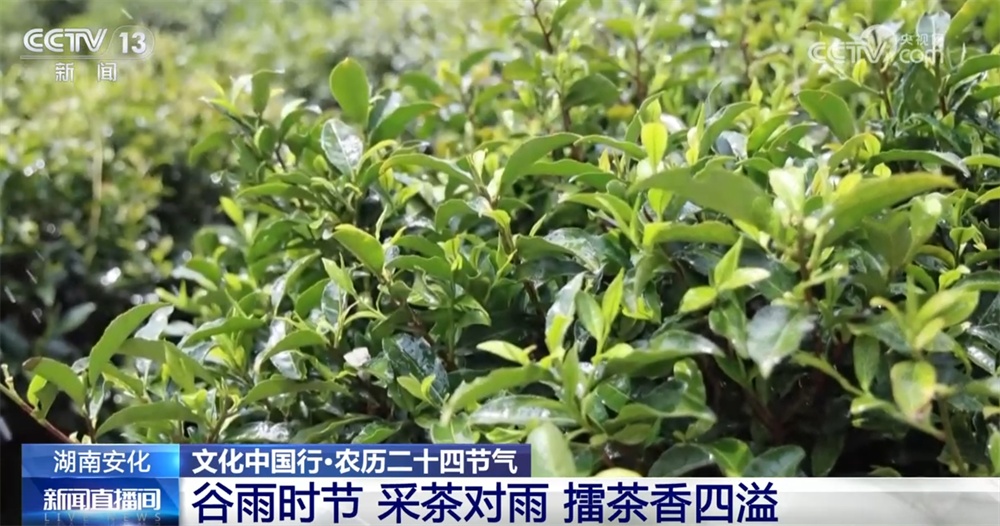 文化中国行｜谷雨节气话“习俗” 中华优秀传统文化底蕴深厚