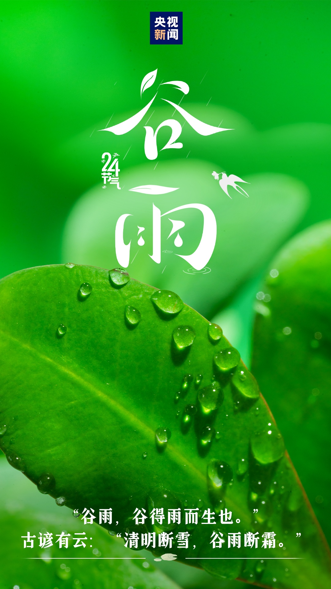 今迎谷雨 雨生百谷夏将至