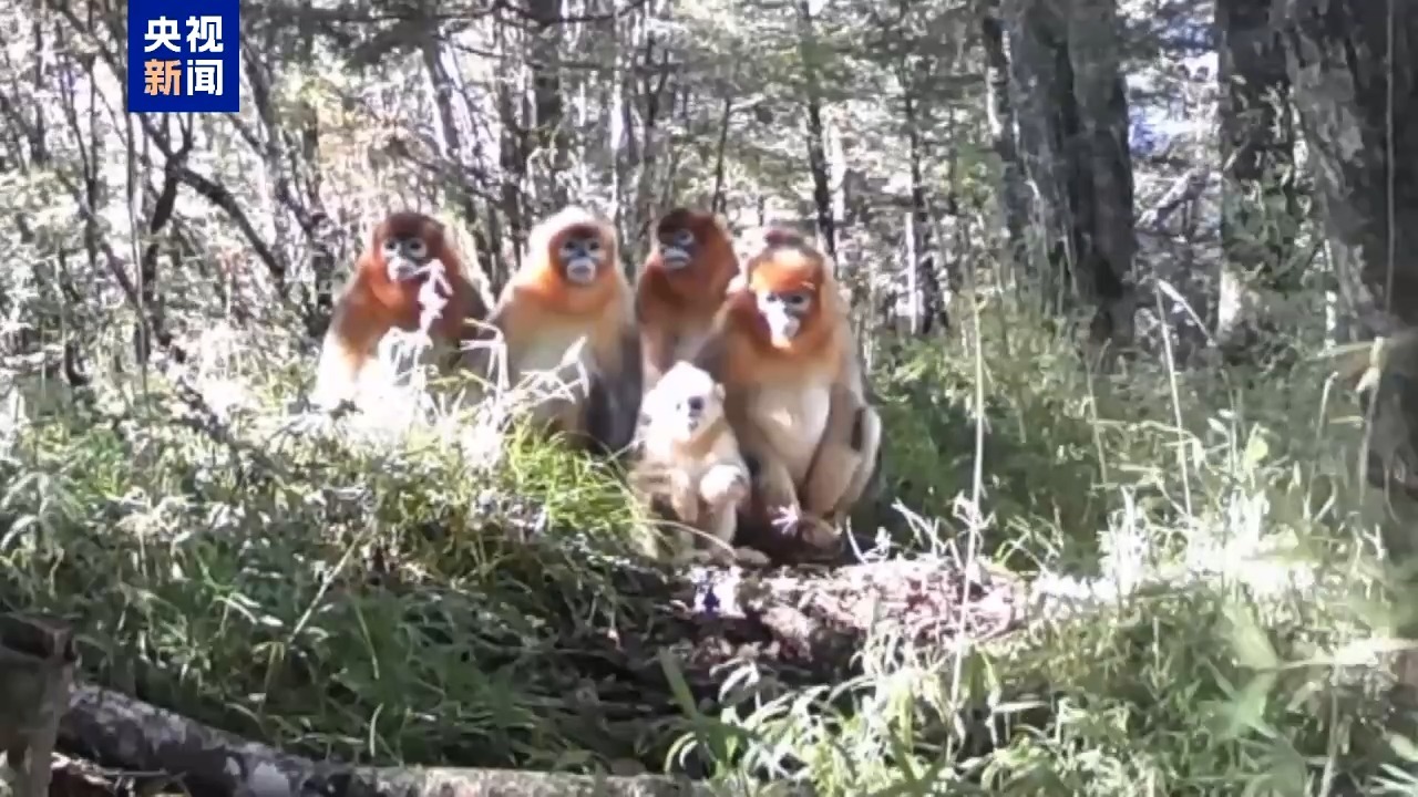 超萌 红外相机拍到川金丝猴“全家福” 超萌 红外相机拍到川金丝猴“全家福”