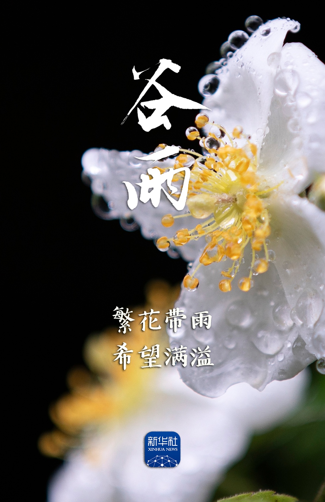 今日谷雨，祝你幸福绵长！