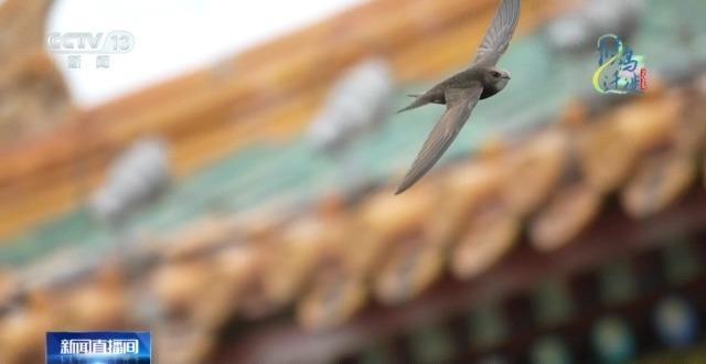 想知道北京雨燕的“安家指南”和“育儿宝典”吗?速来围观 想知道北京雨燕的“安家指南”和“育儿宝典”吗?速来围观