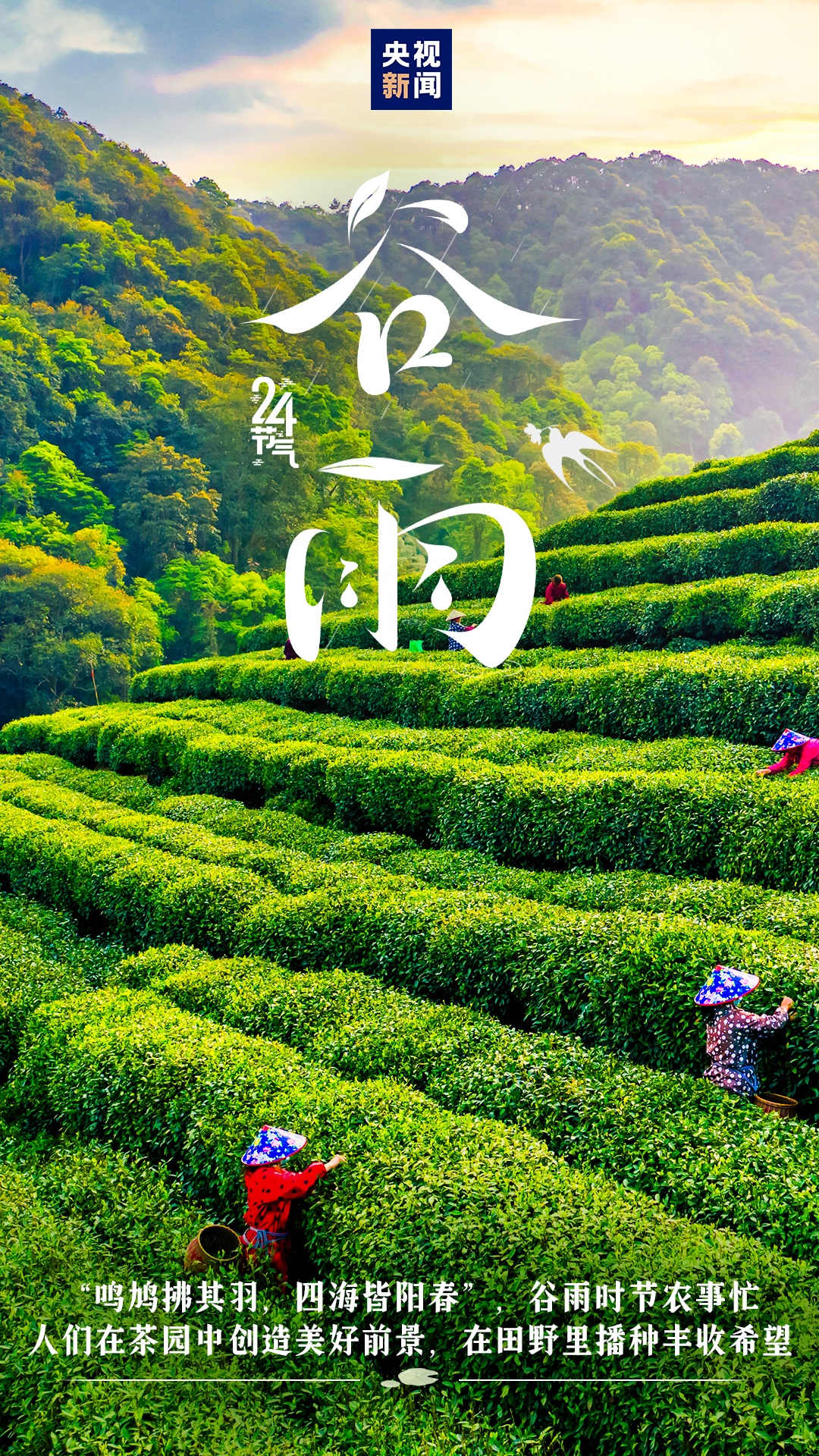 今迎谷雨 雨生百谷夏将至