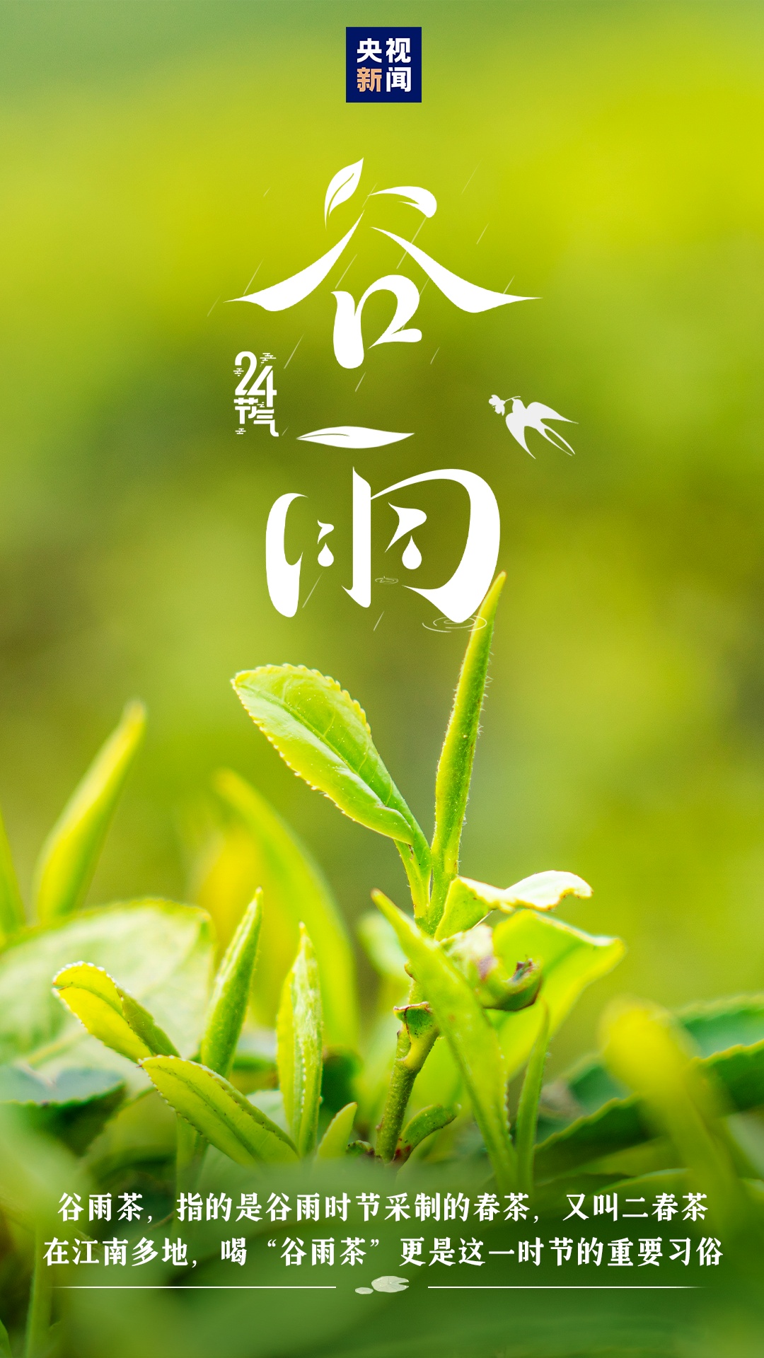 今迎谷雨 雨生百谷夏将至