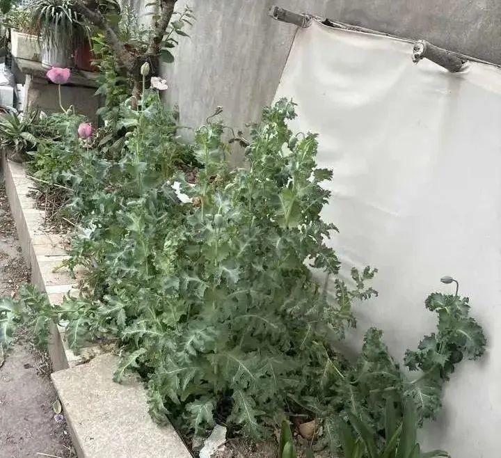 外卖小哥报警，宁波有人被罚！警方提醒：这种花种不得