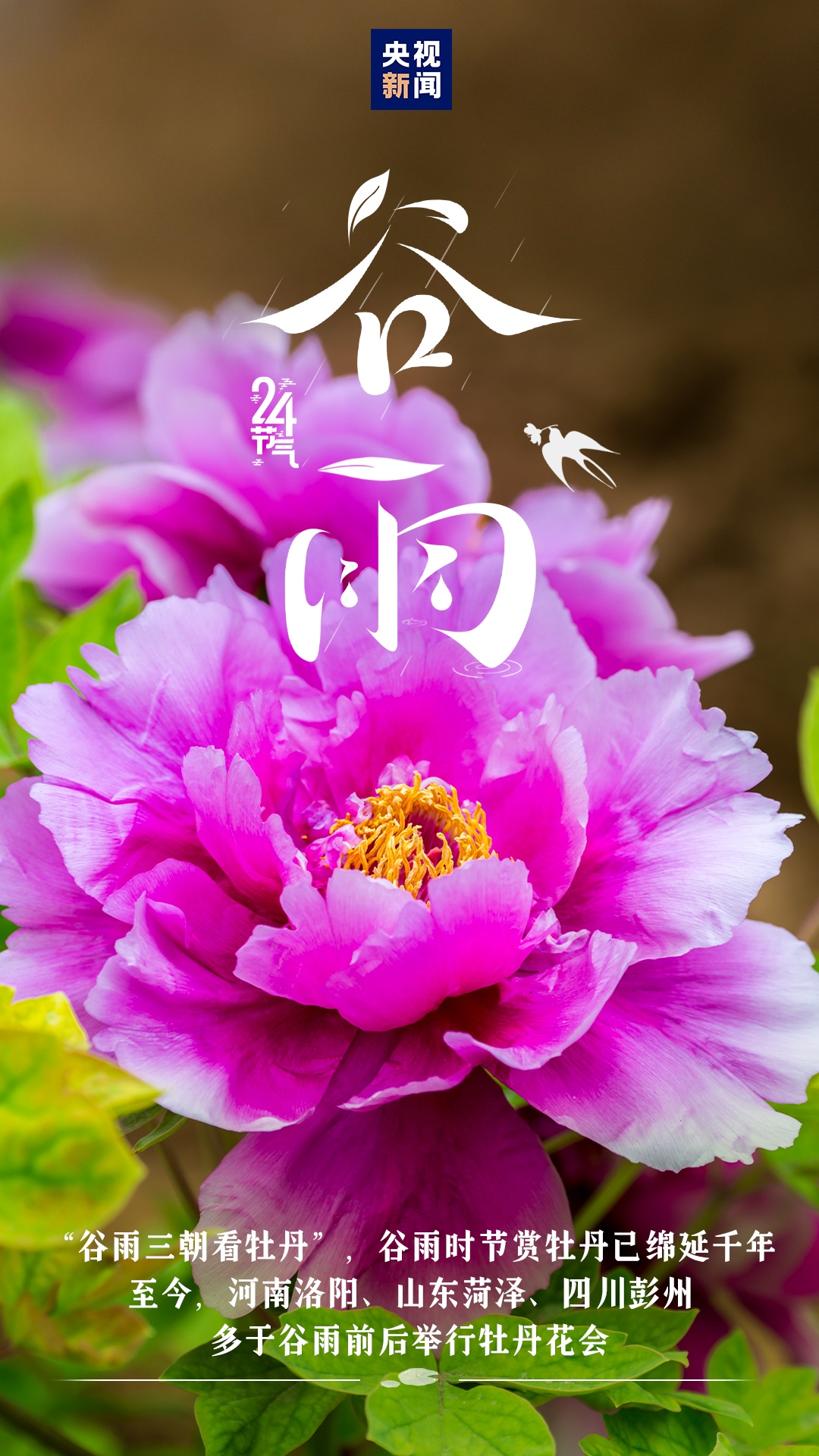 今迎谷雨 雨生百谷夏将至