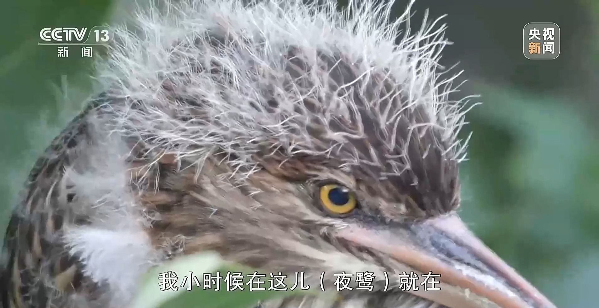 郑州“天屎之路”行人频频“中招” 人与鸟该如何共处？