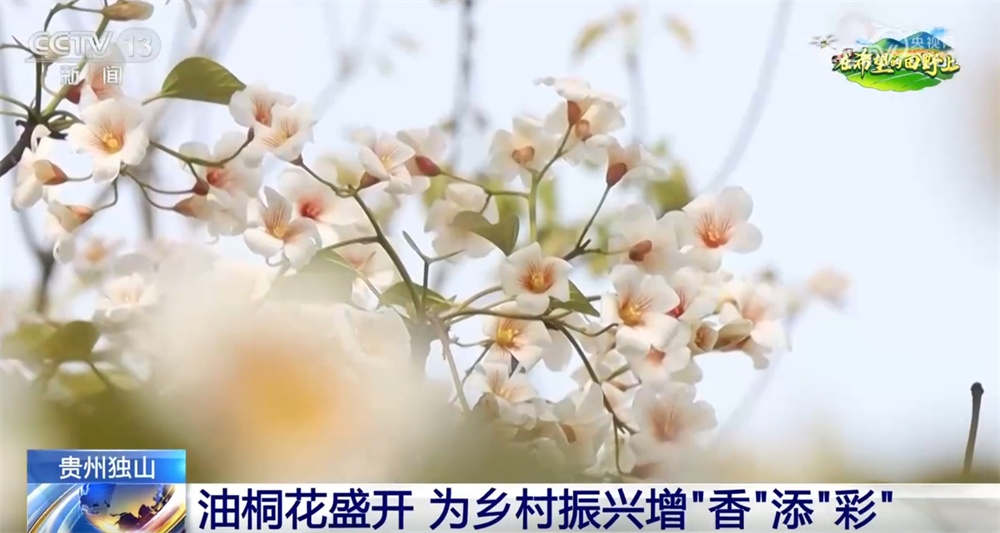 绿水青山间跃动着春日好“丰”景 特色产业为乡村振兴增“香”添“彩”