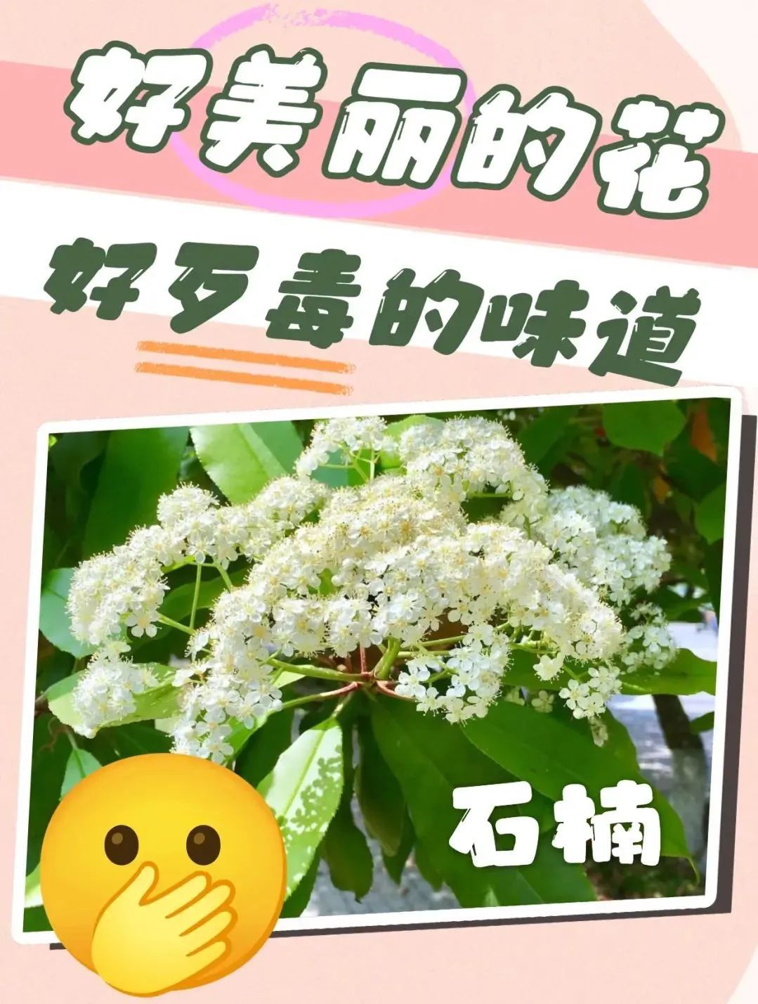 4月的顶流花,却“迷晕”上海人!“植物界污妖王”“又腥又臭”,为何还要种这么多? 4月的顶流花,却“迷晕”上海人!“植物界污妖王”“又腥又臭”,为何还要种这么多?