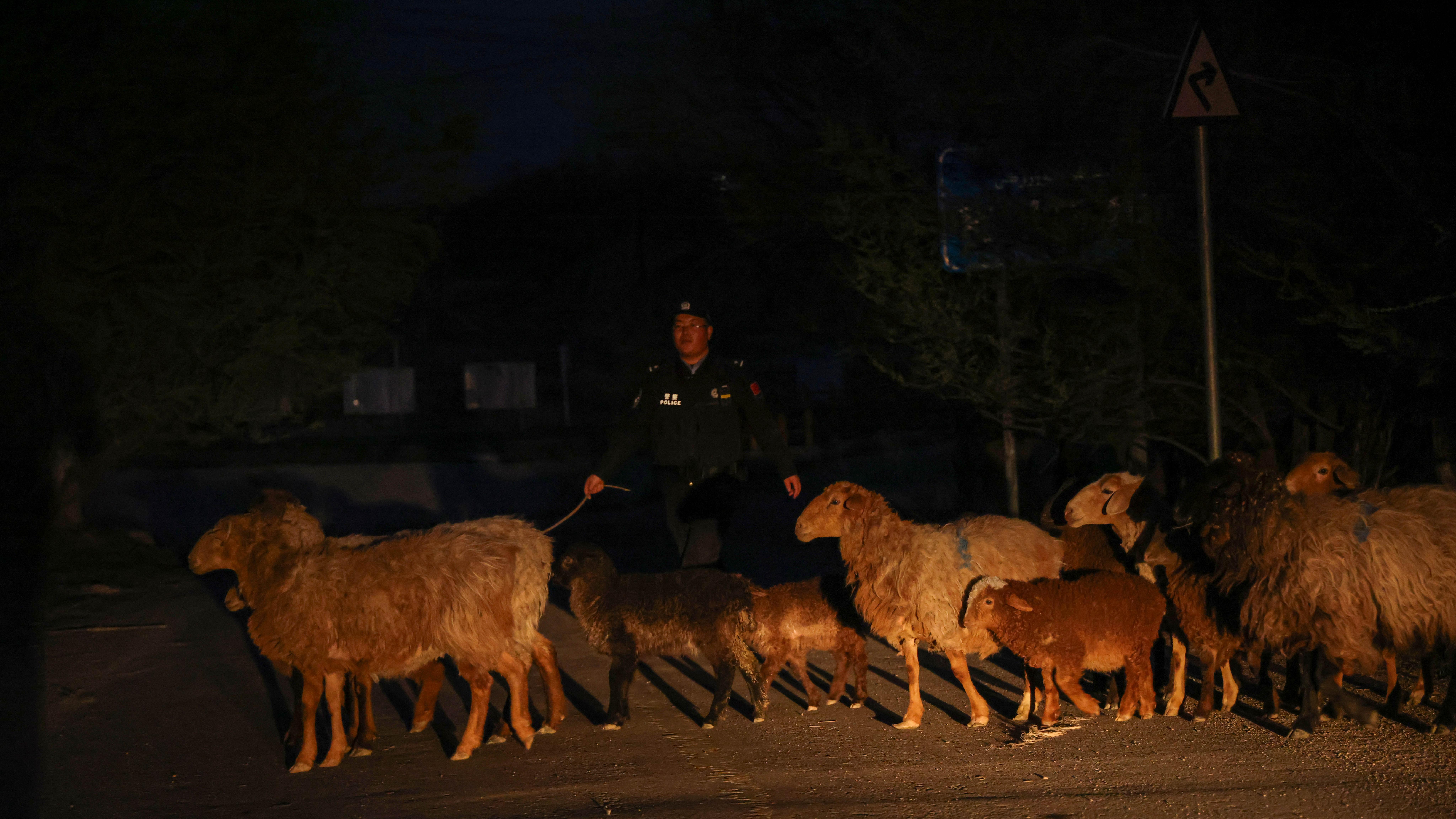 伊犁民警巡逻发现羊群“离家”成功送回