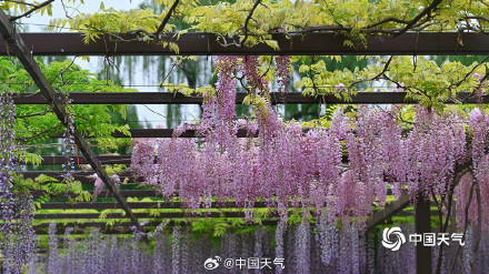 玉渊潭紫藤花如流苏低垂