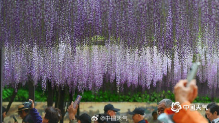 玉渊潭紫藤花如流苏低垂