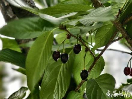 注意！樱花树结果形似樱桃误食伤身