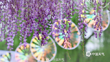 玉渊潭紫藤花如流苏低垂