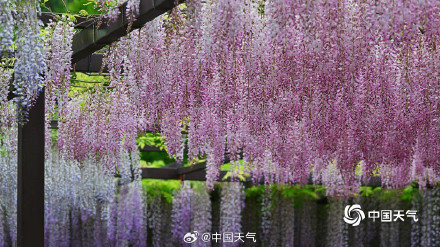 玉渊潭紫藤花如流苏低垂