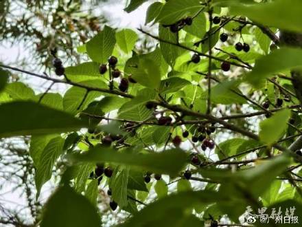 注意！樱花树结果形似樱桃误食伤身