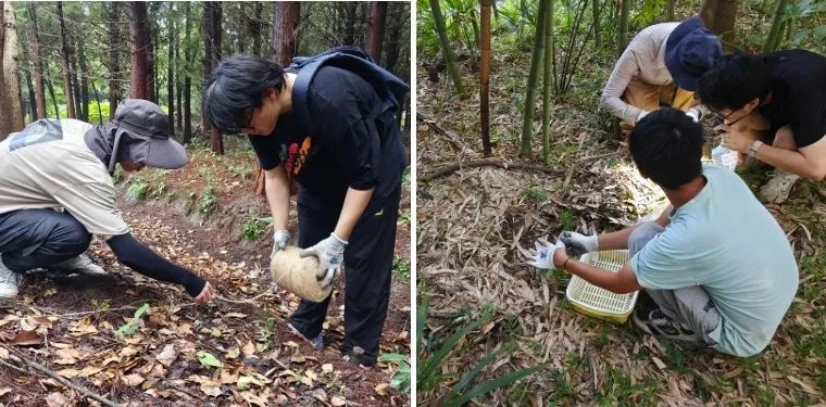 上海发现新物种！体长不到2毫米，就藏在……长什么样？如何被发现的？
