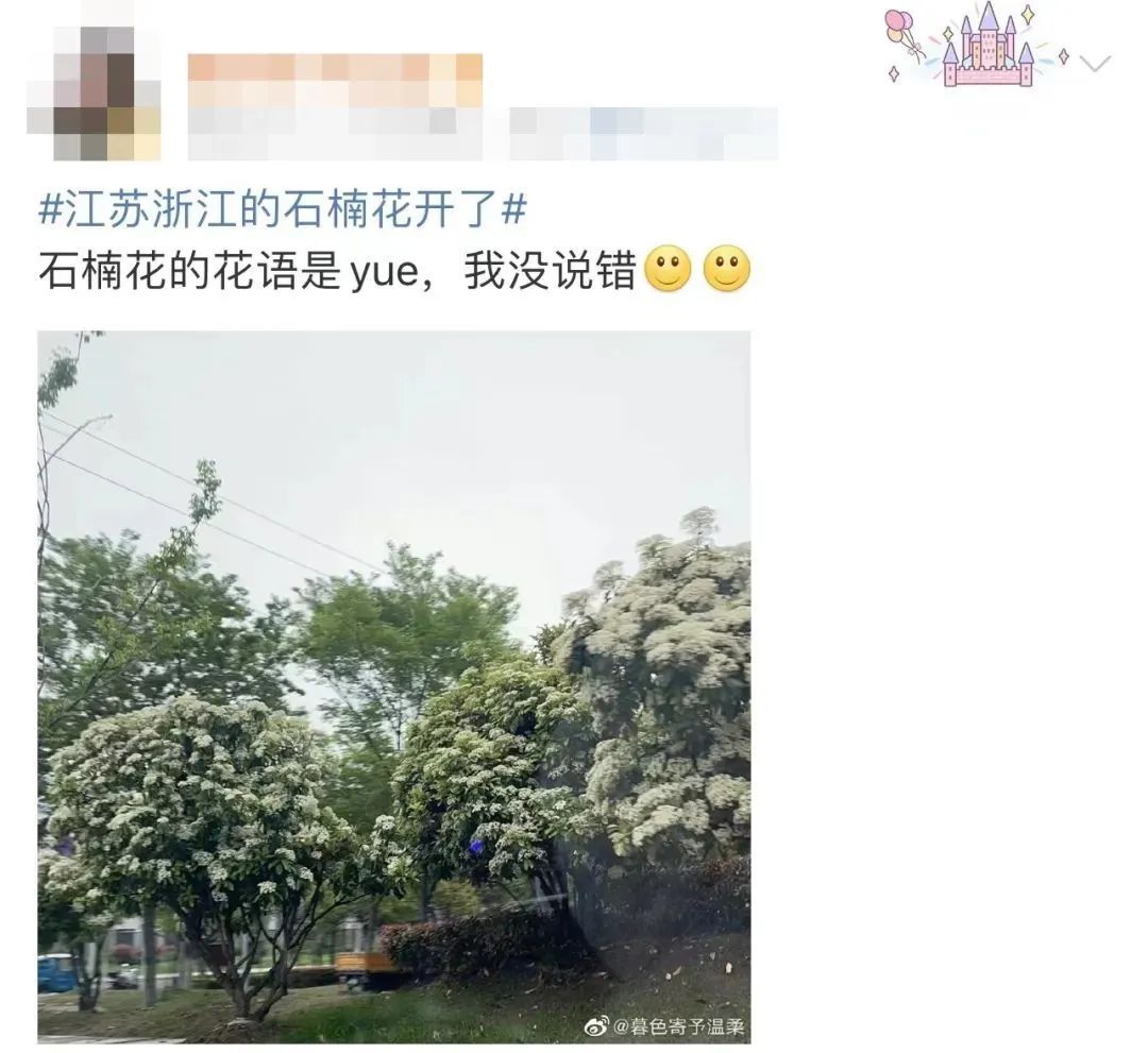 4月的顶流花,却“迷晕”上海人!“植物界污妖王”“又腥又臭”,为何还要种这么多? 4月的顶流花,却“迷晕”上海人!“植物界污妖王”“又腥又臭”,为何还要种这么多?