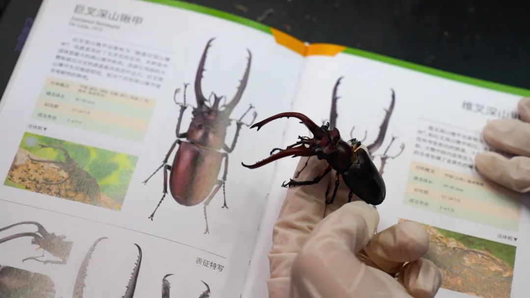 430只甲虫，被截获！