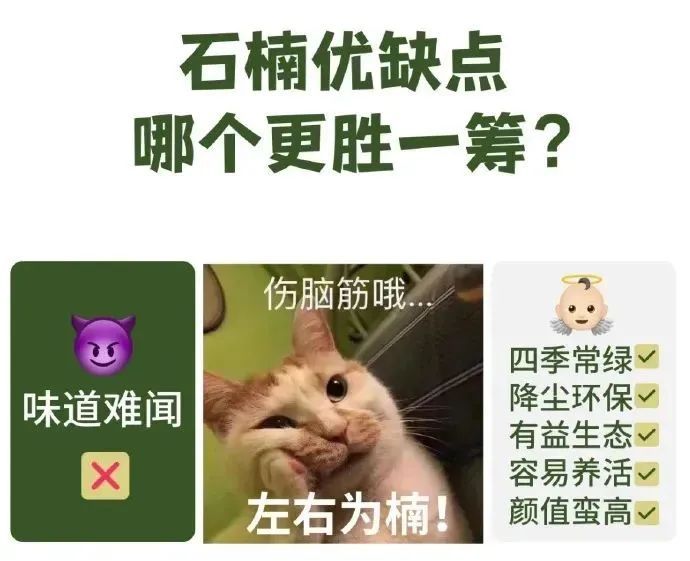 4月的顶流花,却“迷晕”上海人!“植物界污妖王”“又腥又臭”,为何还要种这么多? 4月的顶流花,却“迷晕”上海人!“植物界污妖王”“又腥又臭”,为何还要种这么多?