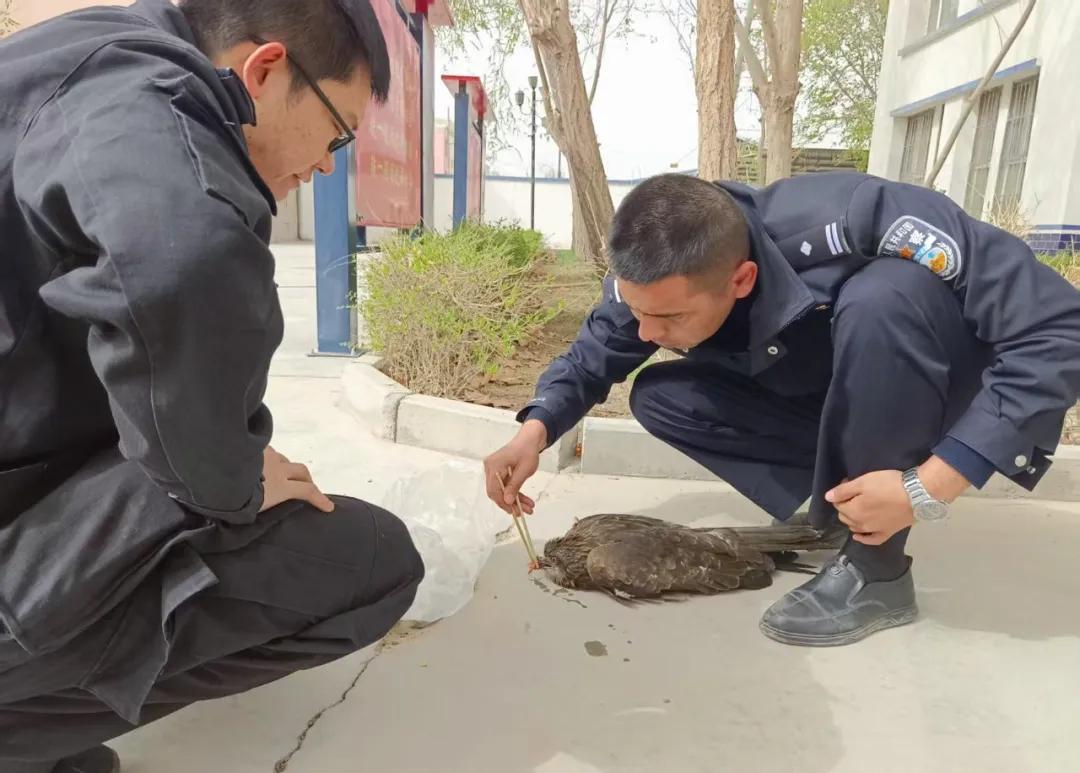 翅膀断了？别怕！派出所有"猛禽病房"