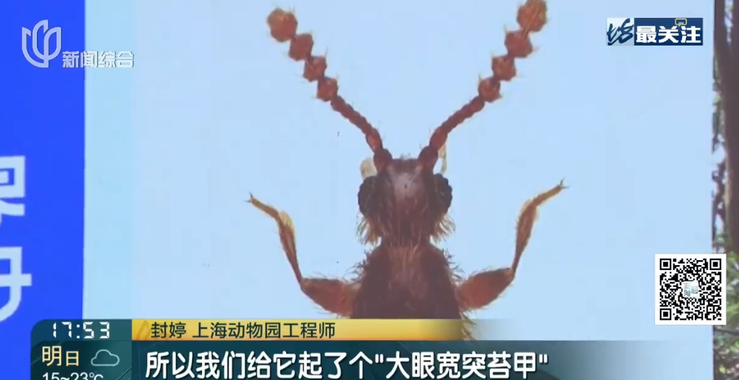 上海发现新物种！体长不到2毫米，就藏在……长什么样？如何被发现的？