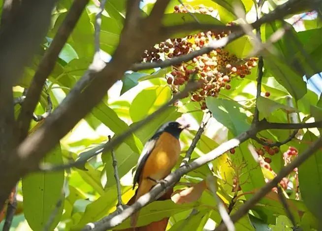 4月的顶流花,却“迷晕”上海人!“植物界污妖王”“又腥又臭”,为何还要种这么多? 4月的顶流花,却“迷晕”上海人!“植物界污妖王”“又腥又臭”,为何还要种这么多?