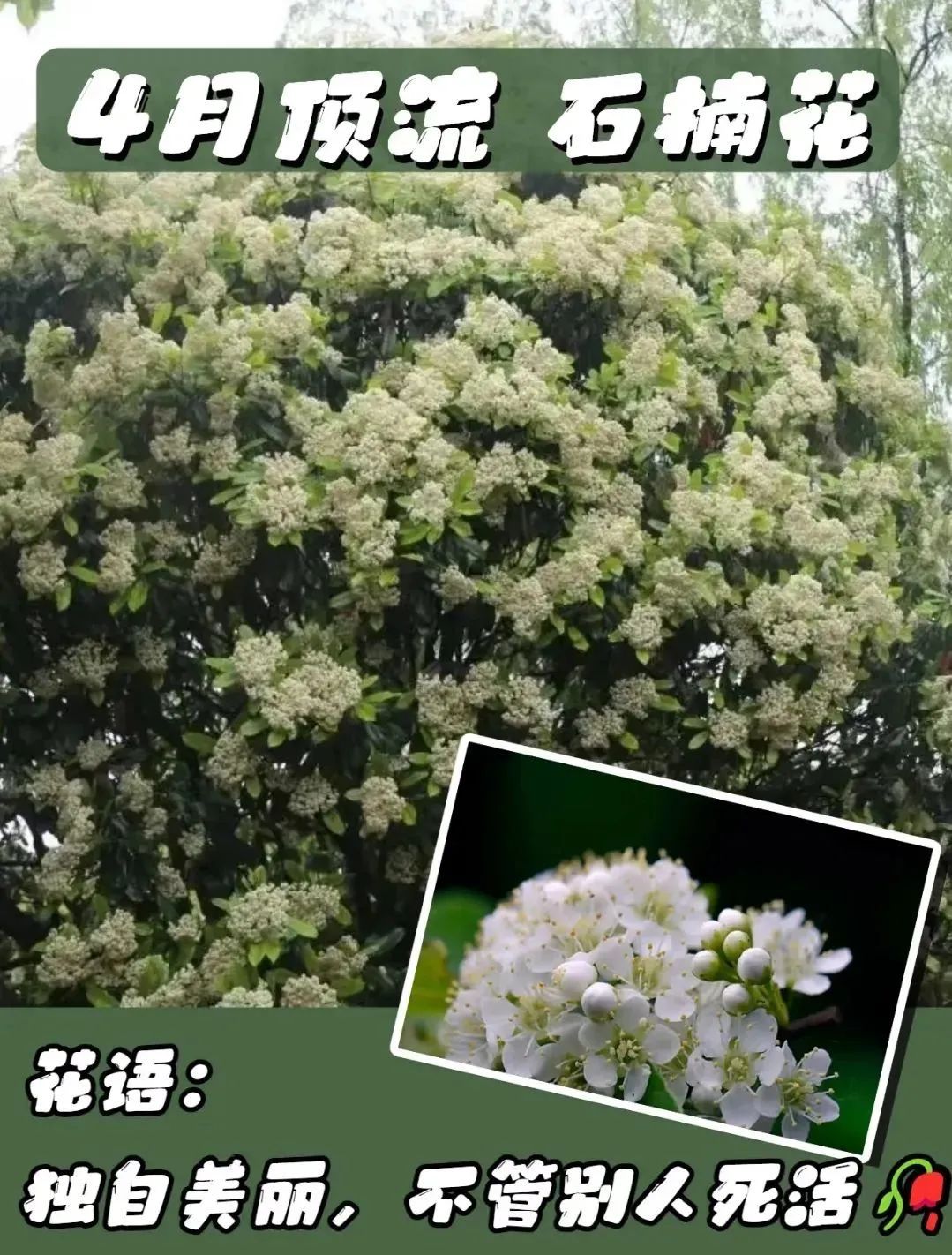 4月的顶流花,却“迷晕”上海人!“植物界污妖王”“又腥又臭”,为何还要种这么多? 4月的顶流花,却“迷晕”上海人!“植物界污妖王”“又腥又臭”,为何还要种这么多?