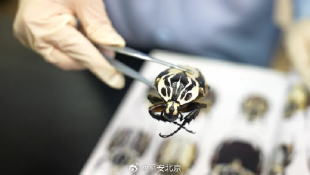 430只甲虫，被截获！
