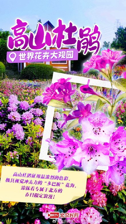 泡桐雨+紫藤瀑+二月兰花毯……北京紫色花海限定打卡攻略 泡桐雨+紫藤瀑+二月兰花毯……北京紫色花海限定打卡攻略