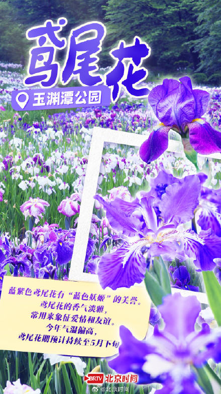 泡桐雨+紫藤瀑+二月兰花毯……北京紫色花海限定打卡攻略 泡桐雨+紫藤瀑+二月兰花毯……北京紫色花海限定打卡攻略