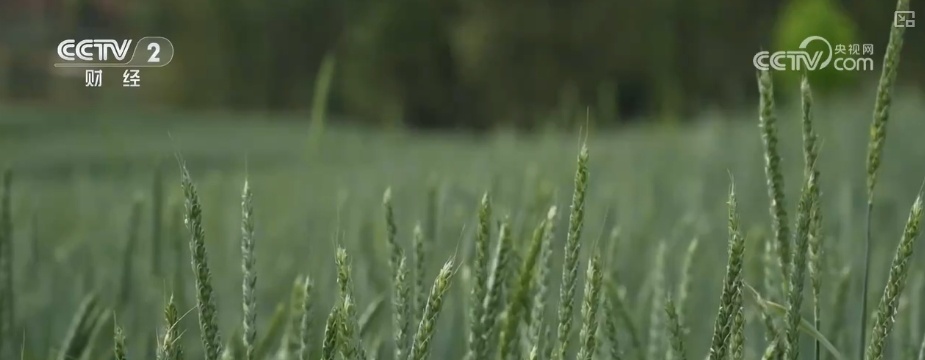 量身精准研发、“遥感巡田+AI”……现代科技为春管提供新“生产力”