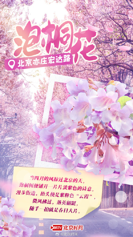 泡桐雨+紫藤瀑+二月兰花毯……北京紫色花海限定打卡攻略 泡桐雨+紫藤瀑+二月兰花毯……北京紫色花海限定打卡攻略