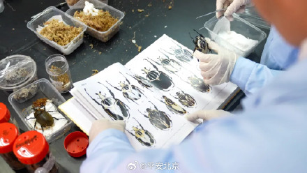 430只甲虫，被截获！