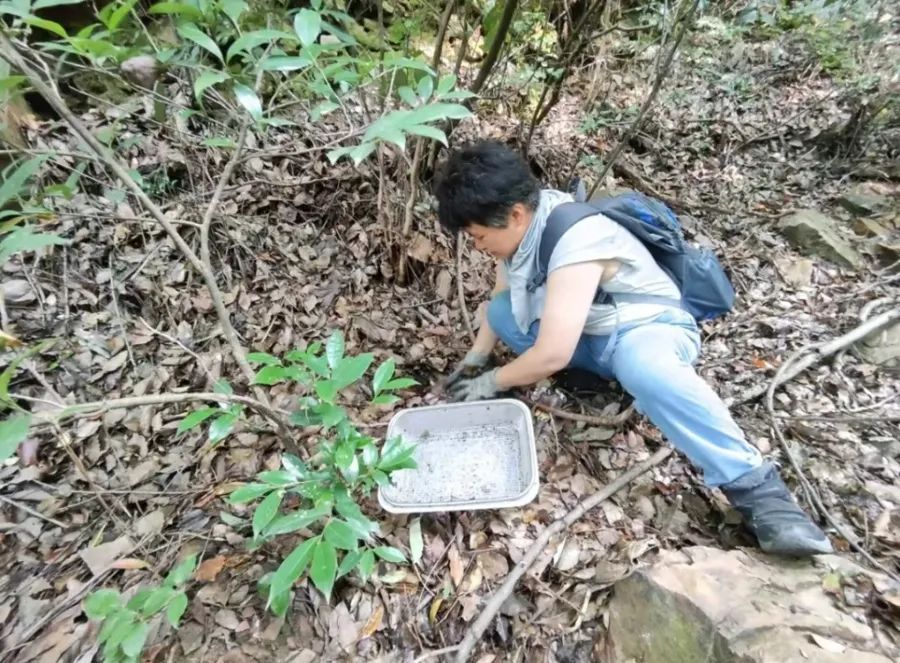 上海发现新物种！体长不到2毫米，就藏在……长什么样？如何被发现的？