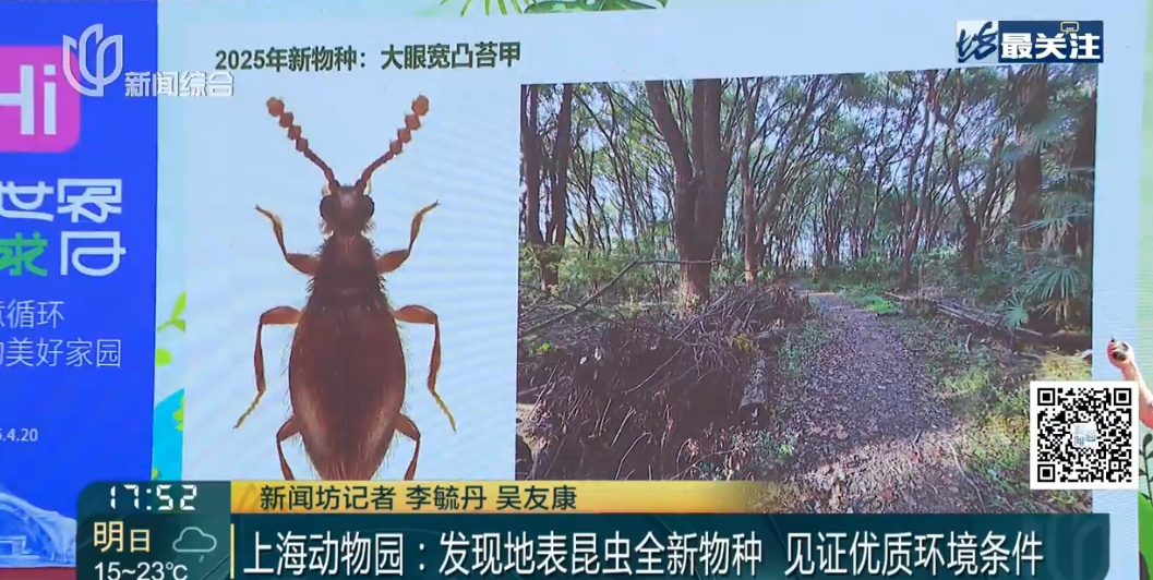 上海发现新物种！体长不到2毫米，就藏在……长什么样？如何被发现的？
