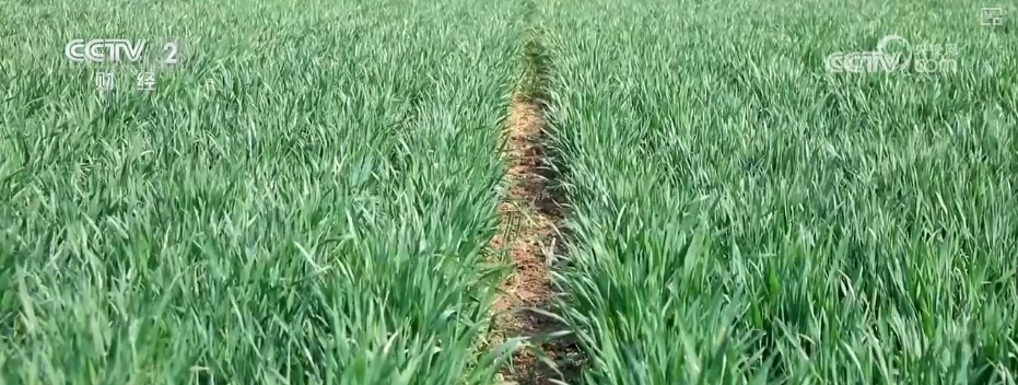 量身精准研发、“遥感巡田+AI”……现代科技为春管提供新“生产力”