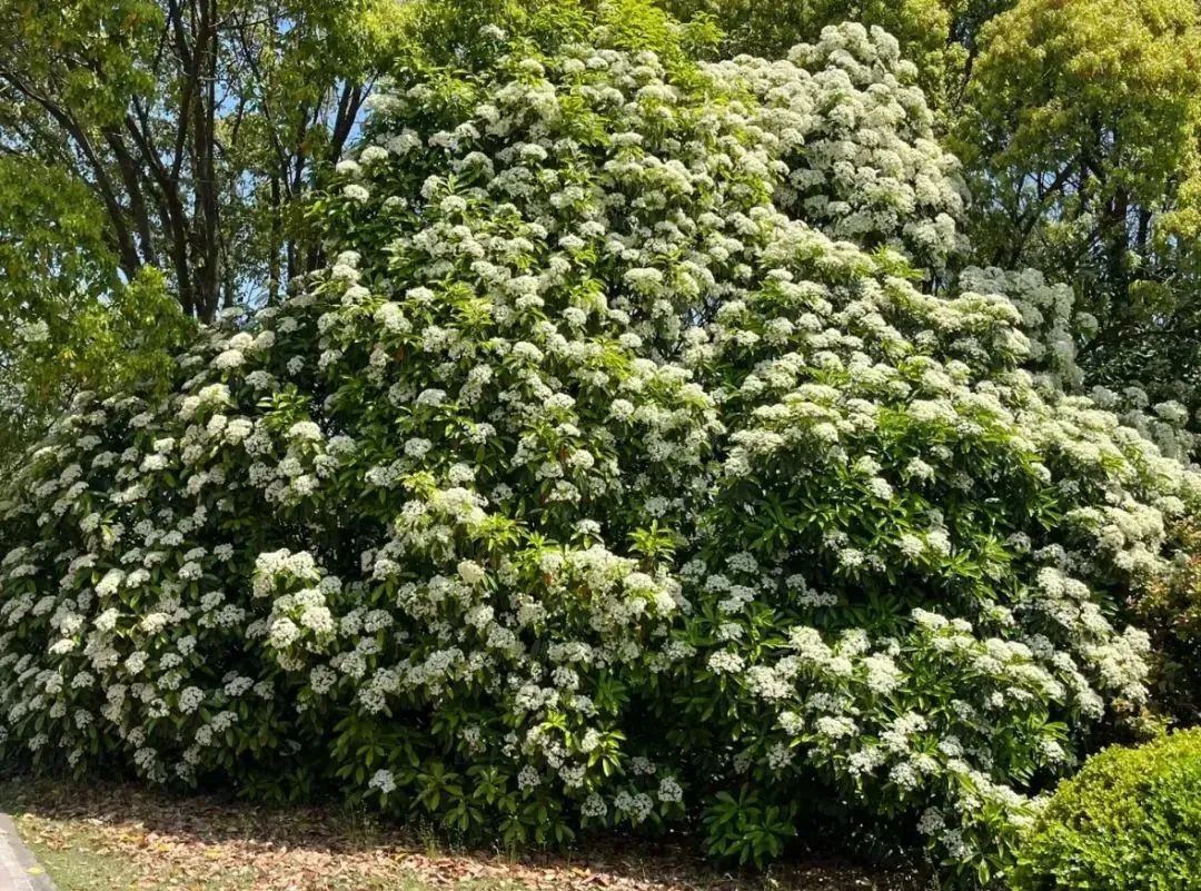 4月的顶流花,却“迷晕”上海人!“植物界污妖王”“又腥又臭”,为何还要种这么多? 4月的顶流花,却“迷晕”上海人!“植物界污妖王”“又腥又臭”,为何还要种这么多?