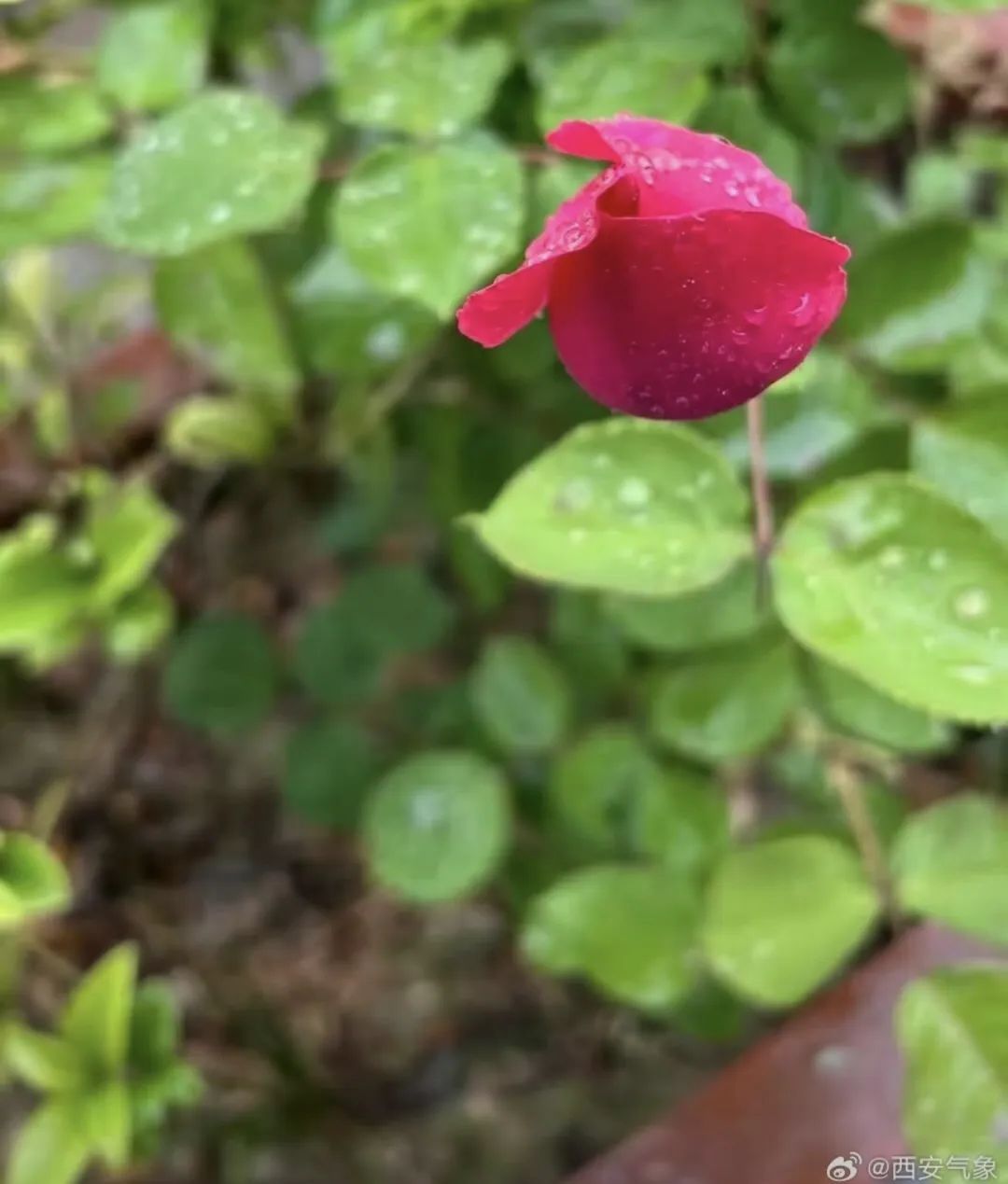 雷雨大风，中到大雨！西安雨水已到→