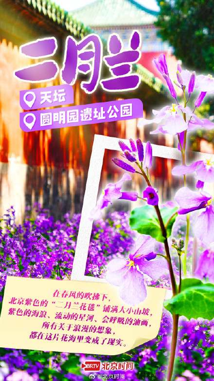 泡桐雨+紫藤瀑+二月兰花毯……北京紫色花海限定打卡攻略 泡桐雨+紫藤瀑+二月兰花毯……北京紫色花海限定打卡攻略