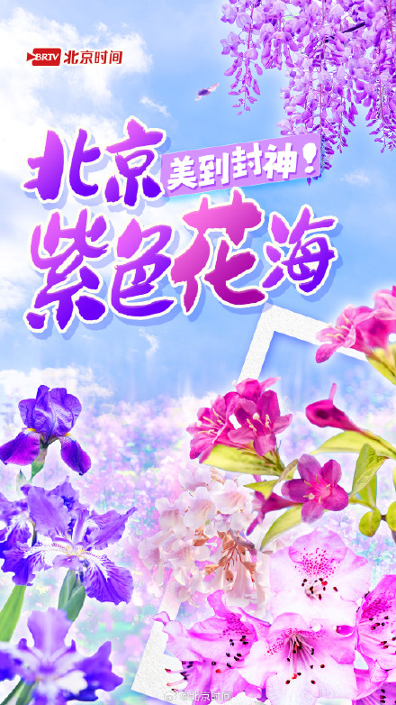 泡桐雨+紫藤瀑+二月兰花毯……北京紫色花海限定打卡攻略 泡桐雨+紫藤瀑+二月兰花毯……北京紫色花海限定打卡攻略