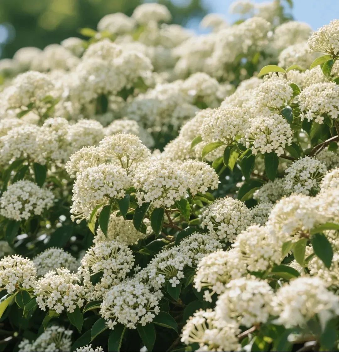 4月的顶流花,却“迷晕”上海人!“植物界污妖王”“又腥又臭”,为何还要种这么多? 4月的顶流花,却“迷晕”上海人!“植物界污妖王”“又腥又臭”,为何还要种这么多?