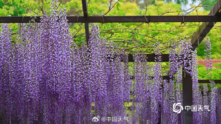 玉渊潭紫藤花如流苏低垂