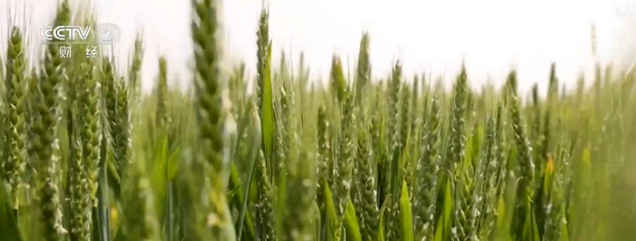 量身精准研发、“遥感巡田+AI”……现代科技为春管提供新“生产力”