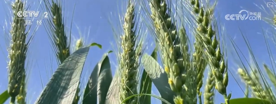 量身精准研发、“遥感巡田+AI”……现代科技为春管提供新“生产力”