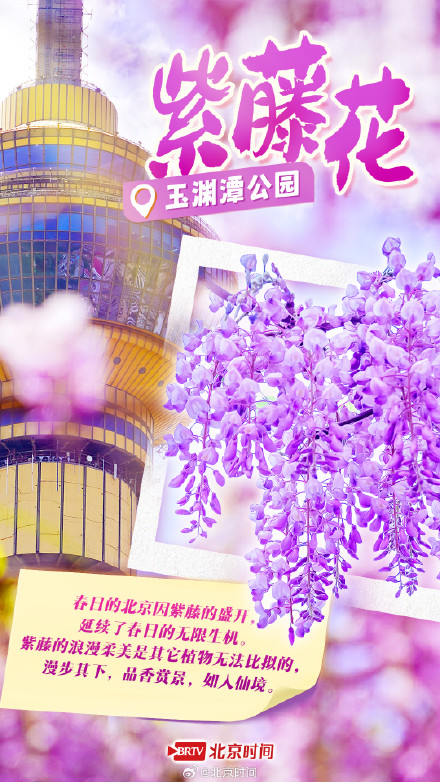 泡桐雨+紫藤瀑+二月兰花毯……北京紫色花海限定打卡攻略 泡桐雨+紫藤瀑+二月兰花毯……北京紫色花海限定打卡攻略