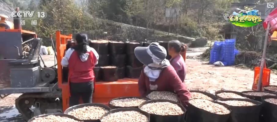 特色产业“多点开花” 绘就致富好“丰”景