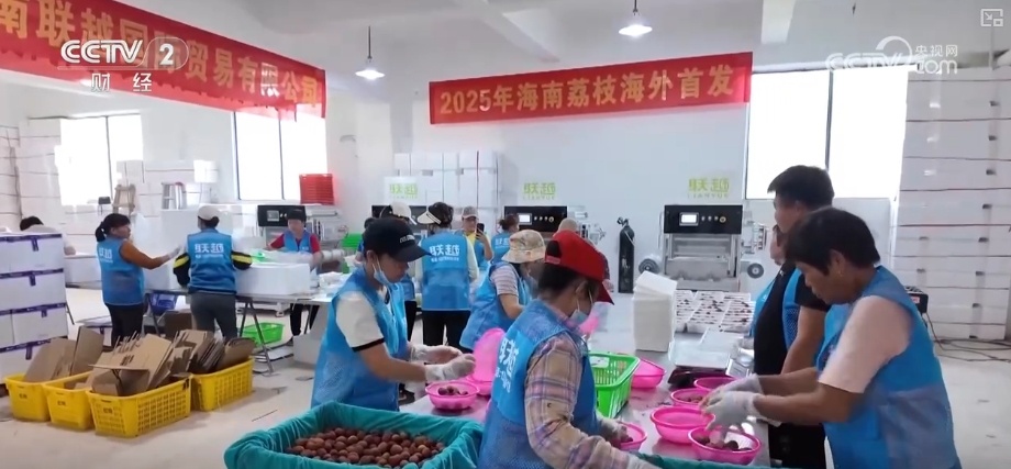 科技锁鲜赋能荔枝抢“鲜”出口 “明星单品”闯出海外“大市场”