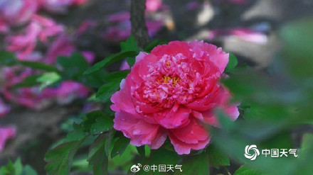 圆明园上演牡丹盛宴
